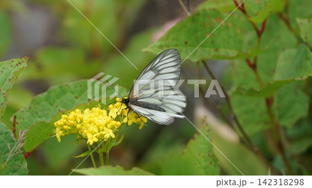 コキンレイカの蜜を吸うミヤマシロチョウ 142318298
