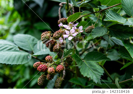unripe blackberries and blossoms growing on wild blackberry bush unripe blackberries and blossoms growing on wild blackberry bush 142318416
