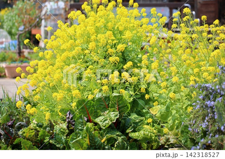 満開 爽やか 菜の花 満開 爽やか 菜の花 142318527