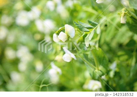爽やか ウスイエンドウの花 爽やか ウスイエンドウの花 142318532