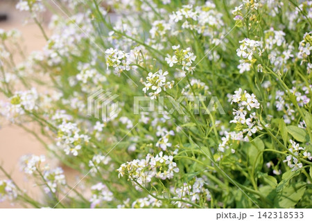 可憐 タナベダイコンの花 可憐 タナベダイコンの花 142318533