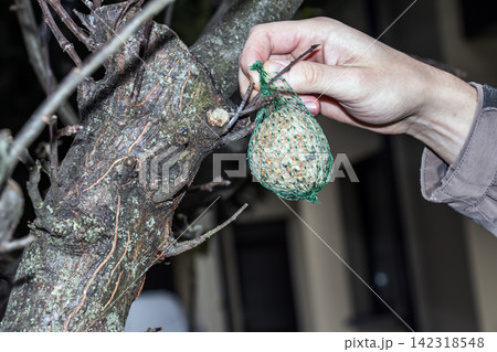 Person Hanging Mesh Bird Food Ball on Bare Tree Branch 142318548