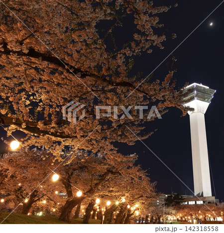 【縦構図、比率変更】函館五稜郭公園、五稜郭タワーと夜桜 【縦構図、比率変更】函館五稜郭公園、五稜郭タワーと夜桜 142318558