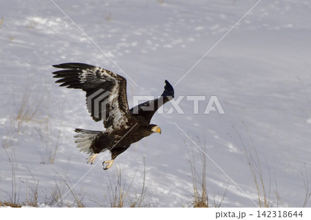 オオワシ幼鳥の飛翔 オオワシ幼鳥の飛翔 142318644