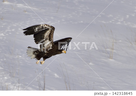 オオワシ幼鳥の飛翔 オオワシ幼鳥の飛翔 142318645