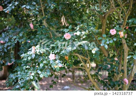 可愛い ツバキの花 有楽 可愛い ツバキの花 有楽 142318737