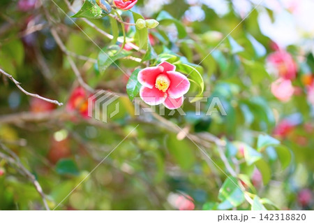 可愛い 小さい ツバキの花 可愛い 小さい ツバキの花 142318820