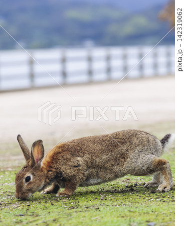Rabbit Island, Japan, Okunoshima Island landscape in Seto Inland Sea, Takehara, Hiroshima Prefecture, domestic and wild cute rabbits and bunnies pasturing, Setonaikai National Park, Japan 142319062