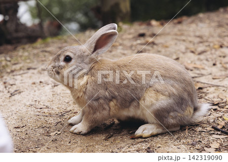 Rabbit Island, Japan, Okunoshima Island landscape in Seto Inland Sea, Takehara, Hiroshima Prefecture, domestic and wild cute rabbits and bunnies pasturing, Setonaikai National Park, Japan 142319090