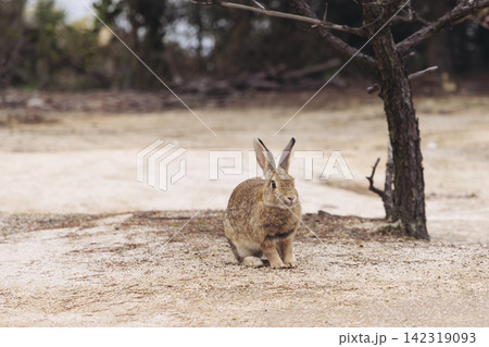 Rabbit Island, Japan, Okunoshima Island landscape in Seto Inland Sea, Takehara, Hiroshima Prefecture, domestic and wild cute rabbits and bunnies pasturing, Setonaikai National Park, Japan 142319093