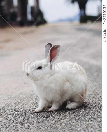 Rabbit Island, Japan, Okunoshima Island landscape in Seto Inland Sea, Takehara, Hiroshima Prefecture, domestic and wild cute rabbits and bunnies pasturing, Setonaikai National Park, Japan 142319156