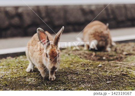 Rabbit Island, Japan, Okunoshima Island landscape in Seto Inland Sea, Takehara, Hiroshima Prefecture, domestic and wild cute rabbits and bunnies pasturing, Setonaikai National Park, Japan 142319167