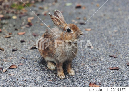 Rabbit Island, Japan, Okunoshima Island landscape in Seto Inland Sea, Takehara, Hiroshima Prefecture, domestic and wild cute rabbits and bunnies pasturing, Setonaikai National Park, Japan 142319175