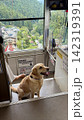 御岳山のケーブルカーに乗る犬 142319391
