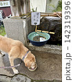 武蔵御嶽神社で水を飲むラブラドールレトリバー 142319396