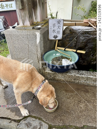武蔵御嶽神社で水を飲むラブラドールレトリバー 武蔵御嶽神社で水を飲むラブラドールレトリバー 142319396