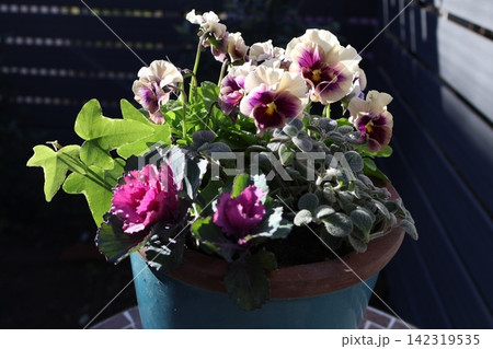 フリルビオラと葉牡丹の寄せ植え フリルビオラと葉牡丹の寄せ植え 142319535