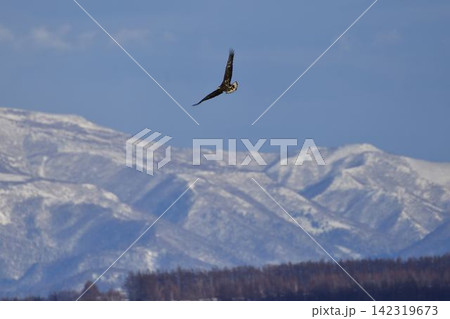 知床連山を背景に飛ぶオオワシ 知床連山を背景に飛ぶオオワシ 142319673