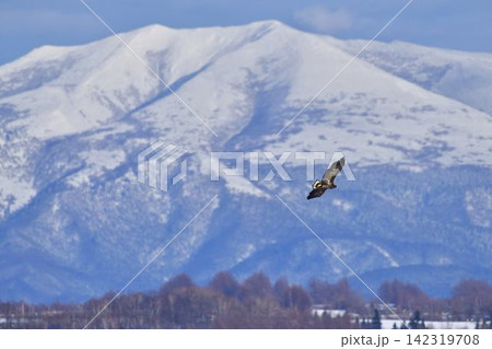 知床連山を背景に飛ぶオオワシ 知床連山を背景に飛ぶオオワシ 142319708