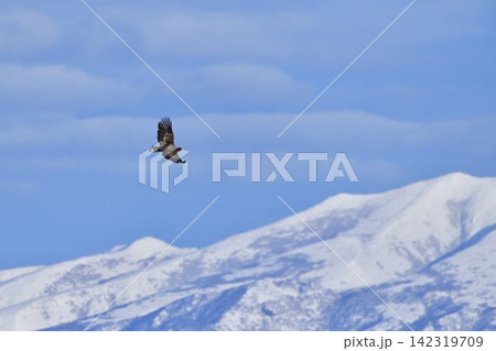知床連山を背景に飛ぶオオワシ 知床連山を背景に飛ぶオオワシ 142319709