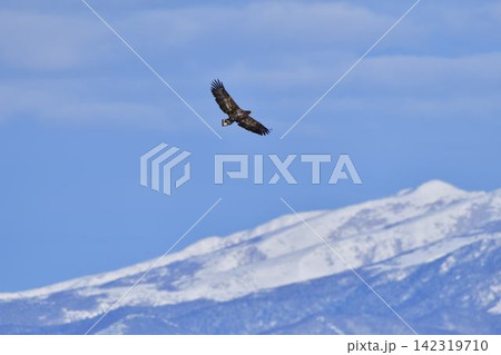知床連山を背景に飛ぶオオワシ 知床連山を背景に飛ぶオオワシ 142319710
