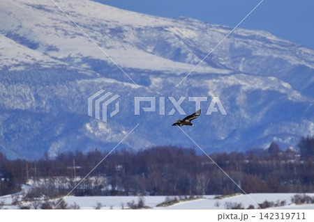 知床連山を背景に飛ぶオオワシ 知床連山を背景に飛ぶオオワシ 142319711
