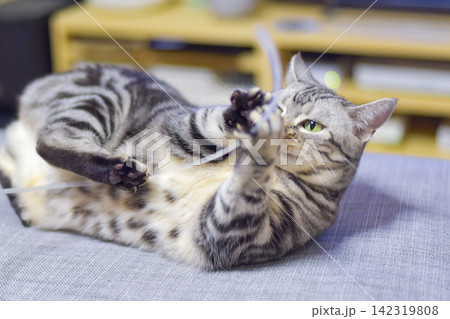 ソファーの上でおもちゃにじゃれついて遊ぶ猫 142319808