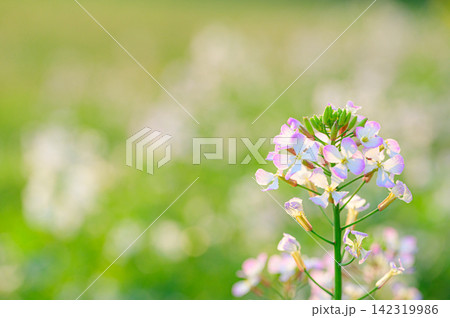 光を浴びて輝くダイコンの花　春の風景 142319986