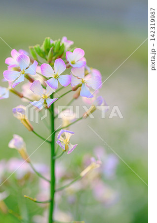光を浴びて輝くダイコンの花 春の風景 光を浴びて輝くダイコンの花 春の風景 142319987