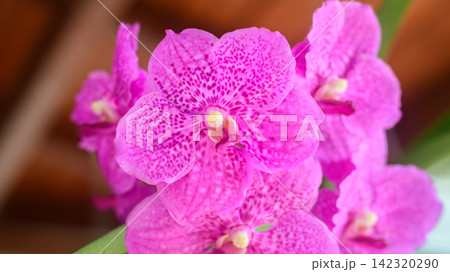 Pink orchid flower close-up with delicate spotted petals Pink orchid flower close-up with delicate spotted petals 142320290