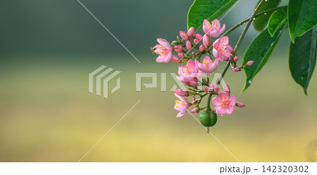 Pink flowers on a green branch against a soft natural background 142320302