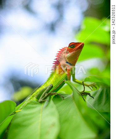 Vibrant green garden lizard (Calotes calotes) perched on lush foliage, displaying vivid green, orange, and red coloration Vibrant green garden lizard (Calotes calotes) perched on lush foliage, displaying vivid green, orange, and red coloration 142320311