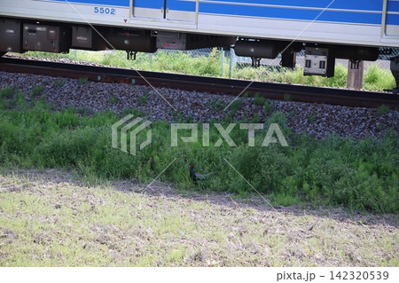 線路沿いで 電車から逃げる雉 線路沿いで 電車から逃げる雉 142320539
