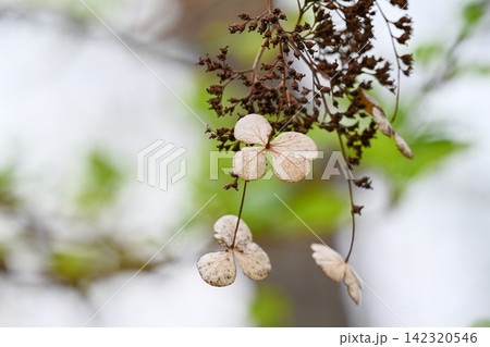 Dry hydrangea macrophylla petals hanging on branch in spring forest with fresh green leaves on blurred background and copy space text area. Dry hydrangea macrophylla petals hanging on branch in spring forest with fresh green leaves on blurred background and copy space text area. 142320546