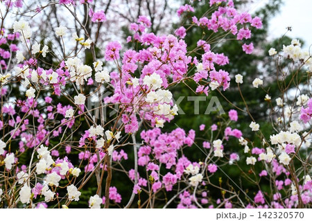 Pink and white rhododendron dauricum blooming flowers on branches in a spring park on a blurred green background in Primorsky Krai Russia Pink and white rhododendron dauricum blooming flowers on branches in a spring park on a blurred green background in Primorsky Krai Russia 142320570