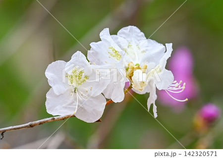 White rhododendron dauricum flowers close up on a branch in a spring park in Primorsky Krai Russia 142320571