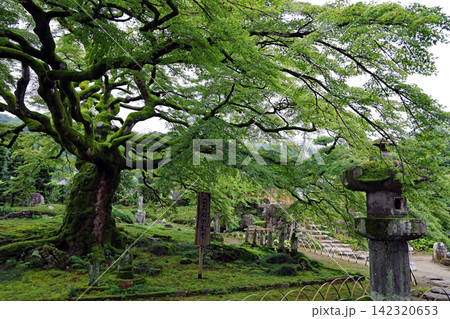 埼玉県横瀬町にある西善寺の樹齢600年のコケに覆われたコミネカエデ 埼玉県横瀬町にある西善寺の樹齢600年のコケに覆われたコミネカエデ 142320653