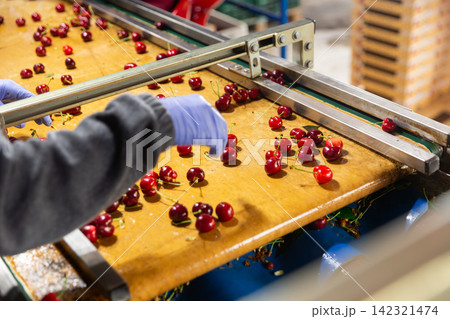 Sorting of cherries 142321474