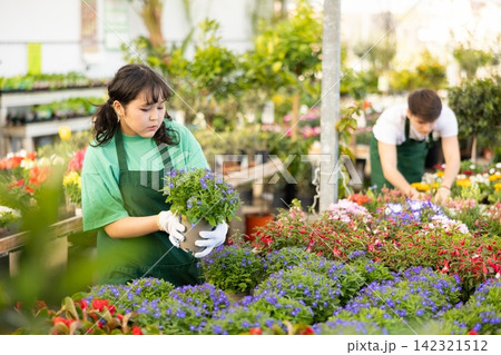 Vendor in flower shop inspects price tags on pots with young lobelia plants and re-evaluates goods Vendor in flower shop inspects price tags on pots with young lobelia plants and re-evaluates goods 142321512