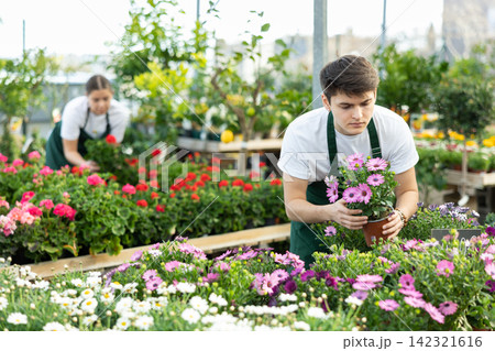 Young florist checking potted African daisy in greenhouse Young florist checking potted African daisy in greenhouse 142321616