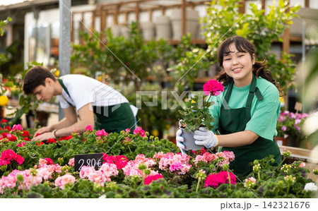 Skillful positive young Asian woman, botanist in apron inspecting potted Geranium Pelargonium flower in glasshouse Skillful positive young Asian woman, botanist in apron inspecting potted Geranium Pelargonium flower in glasshouse 142321676