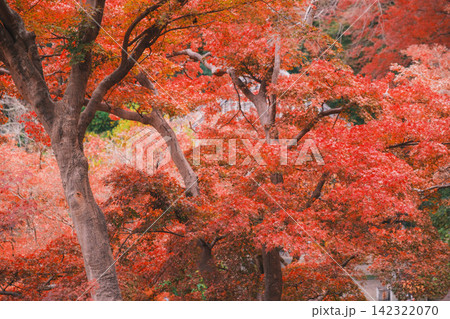 [長谷寺]真っ赤な紅葉が美しい！奈良の山奥にあるお寺の風景 142322070