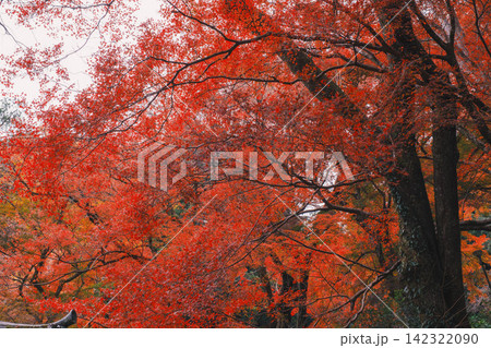 [長谷寺]真っ赤な紅葉が美しい！奈良の山奥にあるお寺の風景 142322090