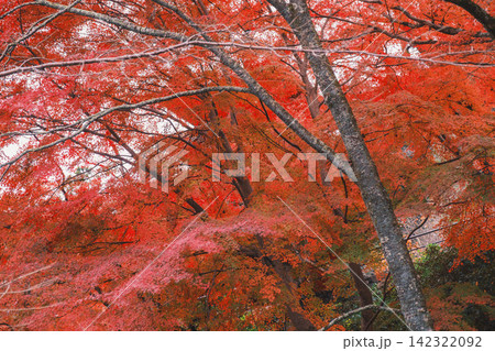[長谷寺]真っ赤な紅葉が美しい！奈良の山奥にあるお寺の風景 142322092