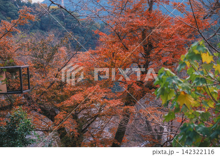 [長谷寺]真っ赤な紅葉が美しい！奈良の山奥にあるお寺の風景 142322116