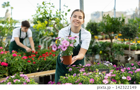 Female florist offering blooming African daisy in greenhouse Female florist offering blooming African daisy in greenhouse 142322149