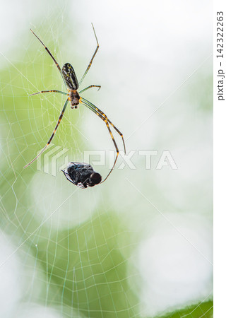 蜘蛛の巣に捕われた昆虫とジョロウグモ 蜘蛛の巣に捕われた昆虫とジョロウグモ 142322263