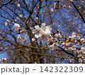 春の近隣公園に咲いたソメイヨシノ 142322309