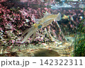 滅多に見られない泳いでいるアオリイカ 142322311