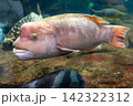 水槽の中を泳ぐコブダイ 142322312